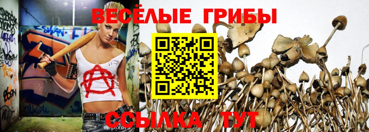 Галлюциногенные грибы Psilocybine cubensis  Белореченск  Псилоцибиновые грибы Psilocybine cubensis 